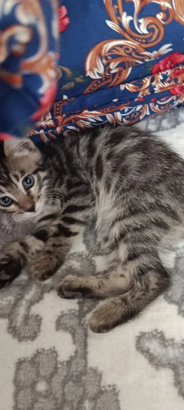Бенгальские кот с 1 Бенгальские кот с 1