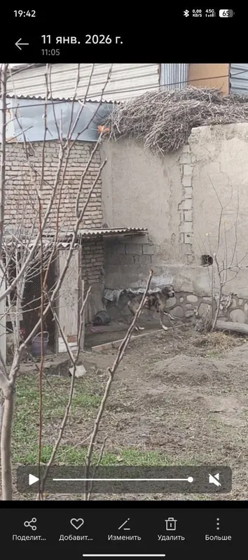 Kuchuk 6 oylik narxini yana kelishamiz