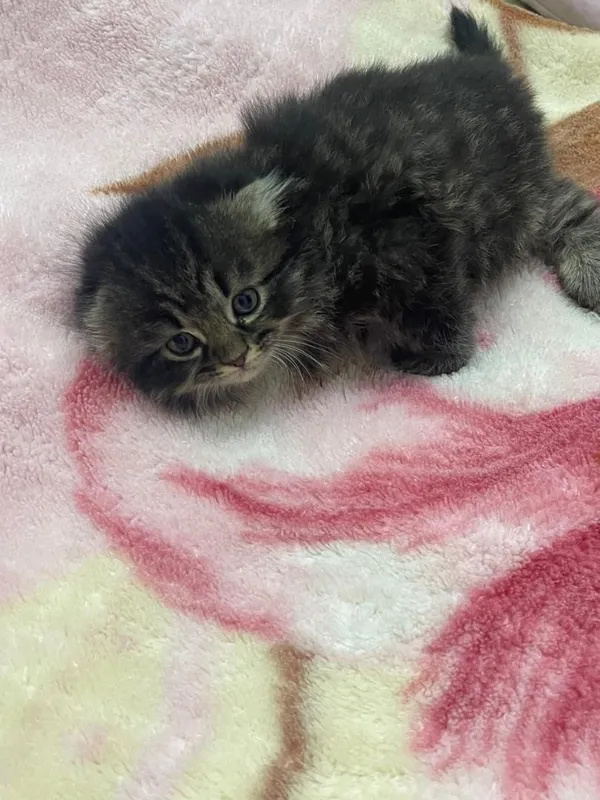 Продаётся котёнок