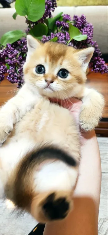 Продаются шикарные котята скотиш фолд и скотиш страйт — фото 2