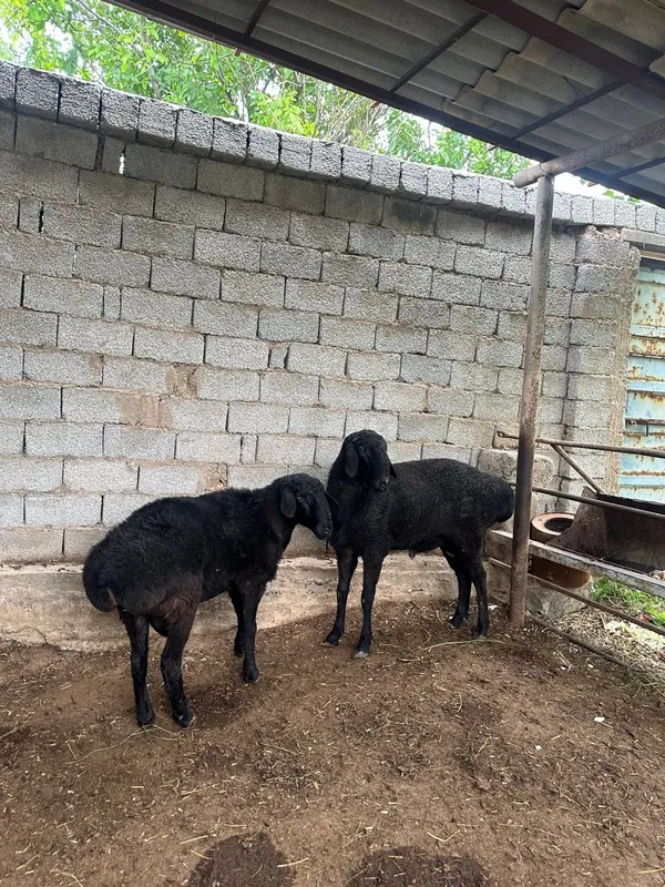 Qo'y sotiladi qurbon xayitga