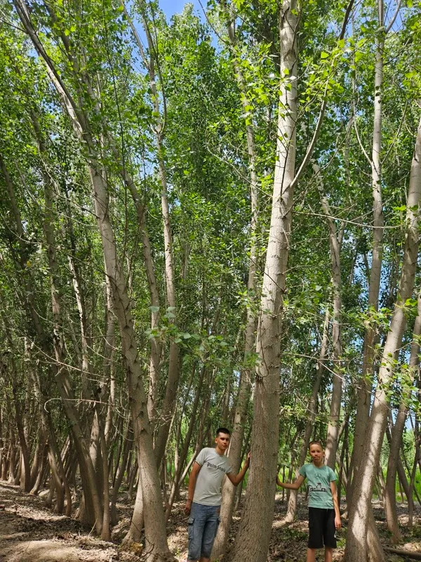 Kalifor terak sotiladi Калифор терак сотилади — фото 3