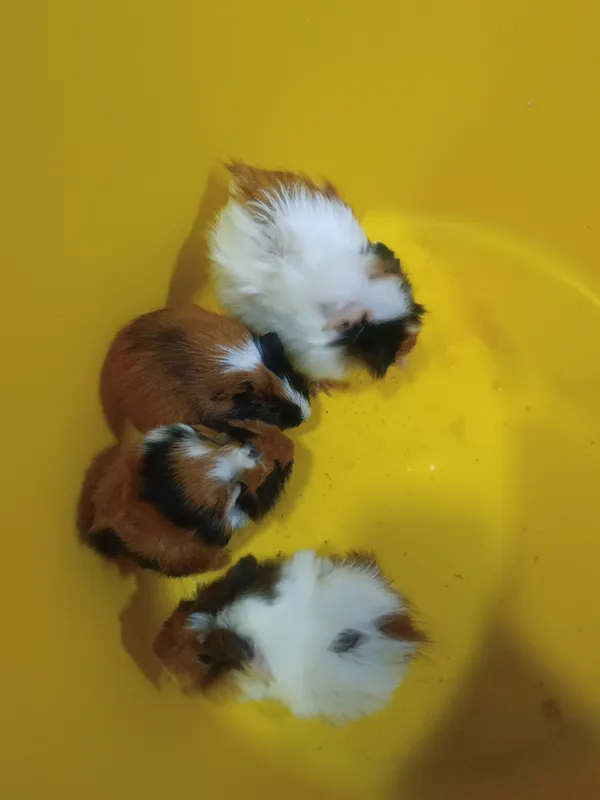 kemiruvchilar 2