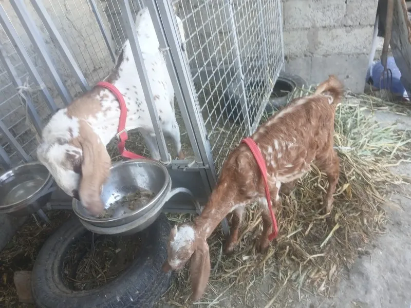 3 oylik takacha Sotiladi 3