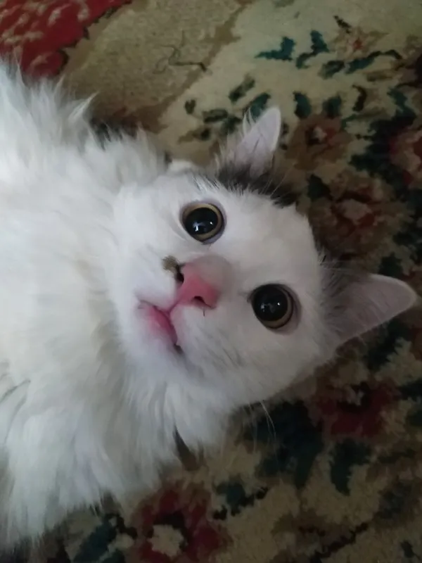 Отдам кота в хорошие руки — фото 2