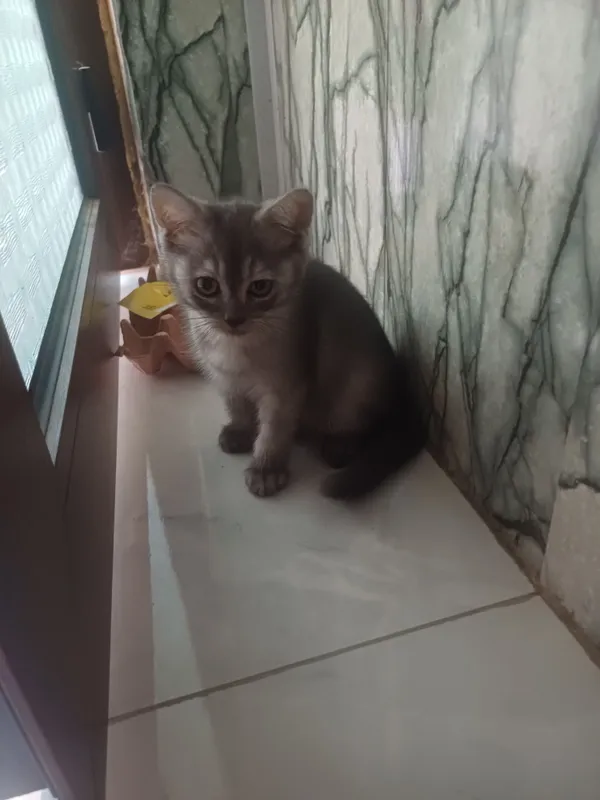 котята продаются вислоухие. 2 котята продаются вислоухие. 2