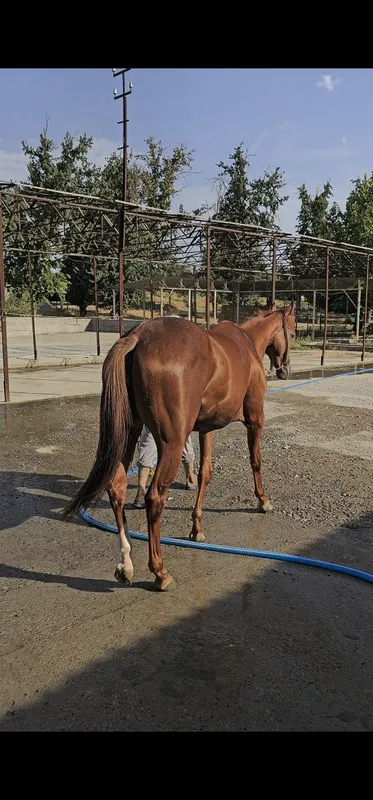 Ot sotiladi Продаётся лошадь — фото 3