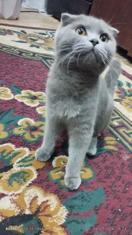 Mushuklar sotiladi emlangan sogʻlom 1 Mushuklar sotiladi emlangan sogʻlom 1
