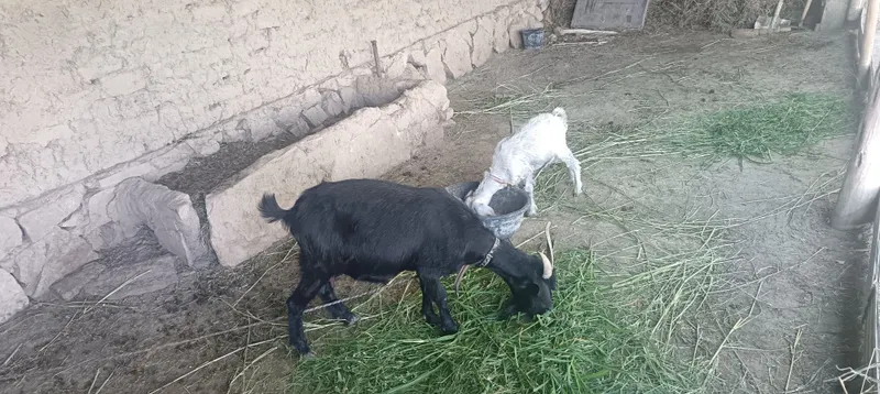 Echkilar sotiladi xolati juda zur 1 Echkilar sotiladi xolati juda zur 1