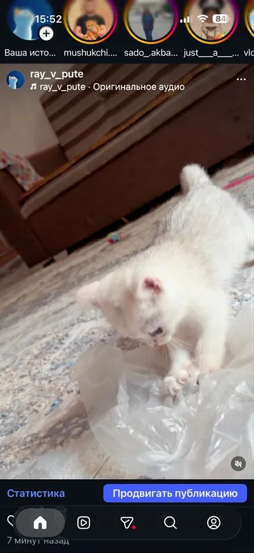 Котенок скотиш страйт милая котенок приучен к лоток очень ласковая к Котенок скотиш страйт милая котенок приучен к лоток очень ласковая к