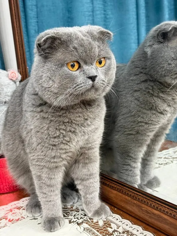 Британская кошка Британская кошка