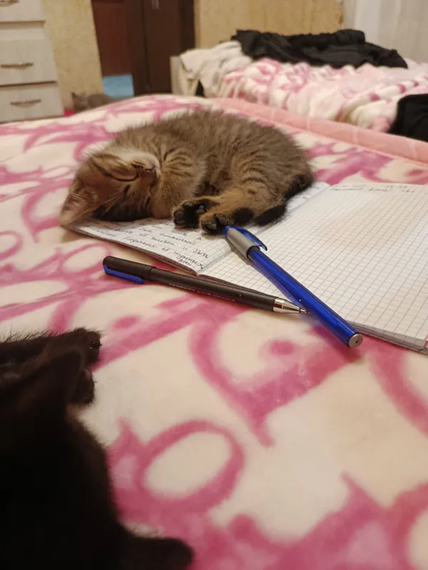 котёнок сверхбыстрый 7