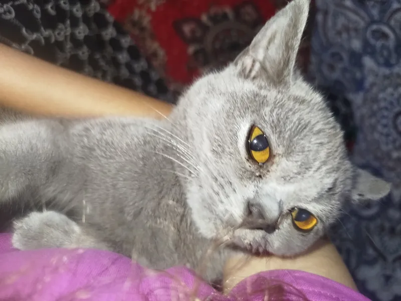 mushuk qiz bola