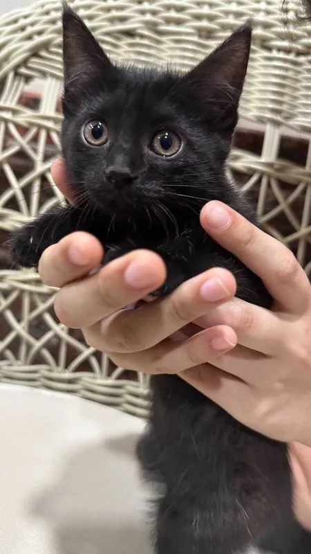 Котята. Mushukchalar 2