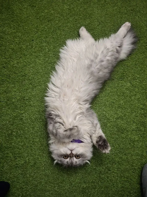 1 yoshi, Zoti:Highland Scottish Fold, Jinsi:ayol, emlash olinggan 4 1 yoshi, Zoti:Highland Scottish Fold, Jinsi:ayol, emlash olinggan 4