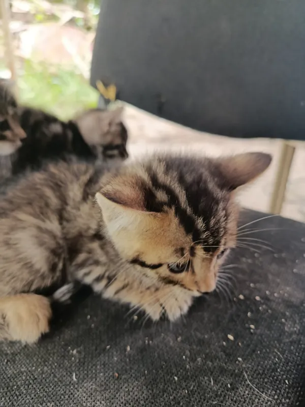 Бенгальские кот с 5 Бенгальские кот с 5