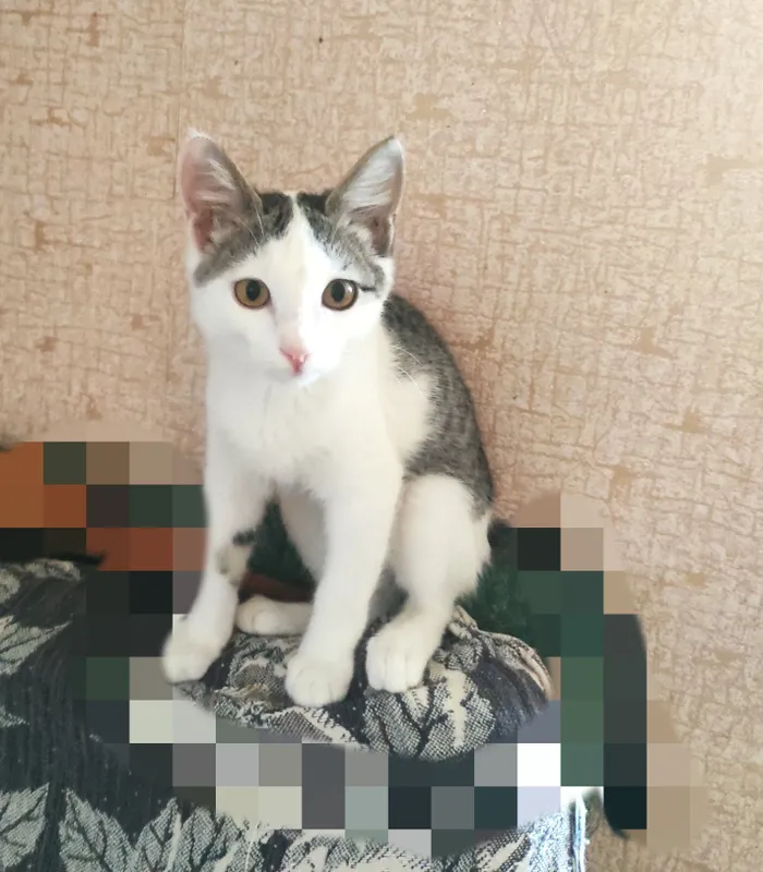 Пристраивпются только в заботливые руки ,с ненавязчивым отслеживанием 3 Пристраивпются только в заботливые руки ,с ненавязчивым отслеживанием 3