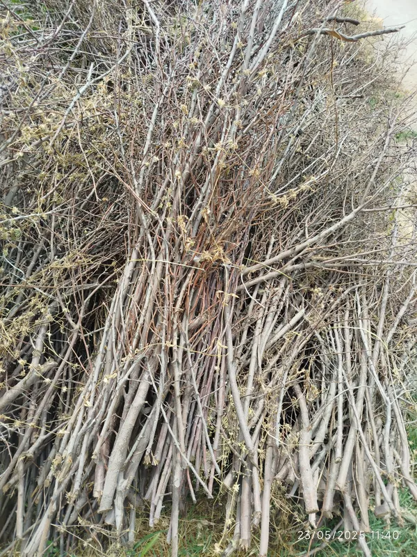 Mevali daraxtlarni shoxlari bogʻlab qoʻyilgan tayyor — фото 2