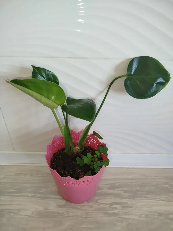 Monsterra Delitsioza detkasi