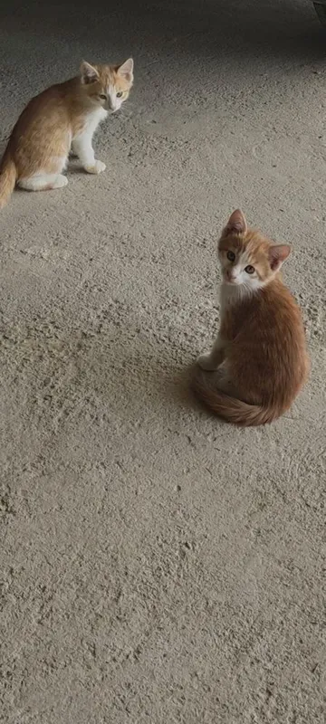 Котята 2,5 месяца бесплатно 2 Котята 2,5 месяца бесплатно 2