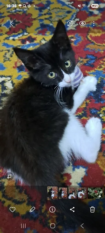 Отдам котёнка в хорошие руки 3