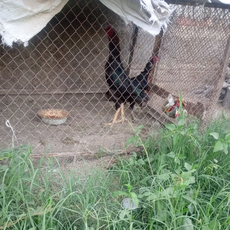 Kulangi xöroz bn tovuq 3 Kulangi xöroz bn tovuq 3