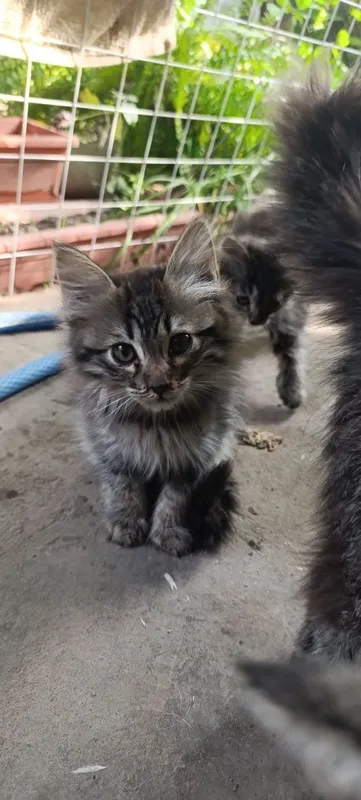 Домашние котята, отдаём Домашние котята, отдаём