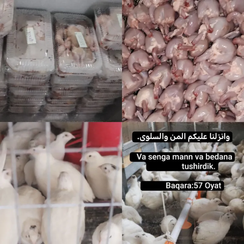 ПРОДАЮТСЯ МЯСО ПЕРЕПЕЛА И ЯЙЦА 1 ПРОДАЮТСЯ МЯСО ПЕРЕПЕЛА И ЯЙЦА 1