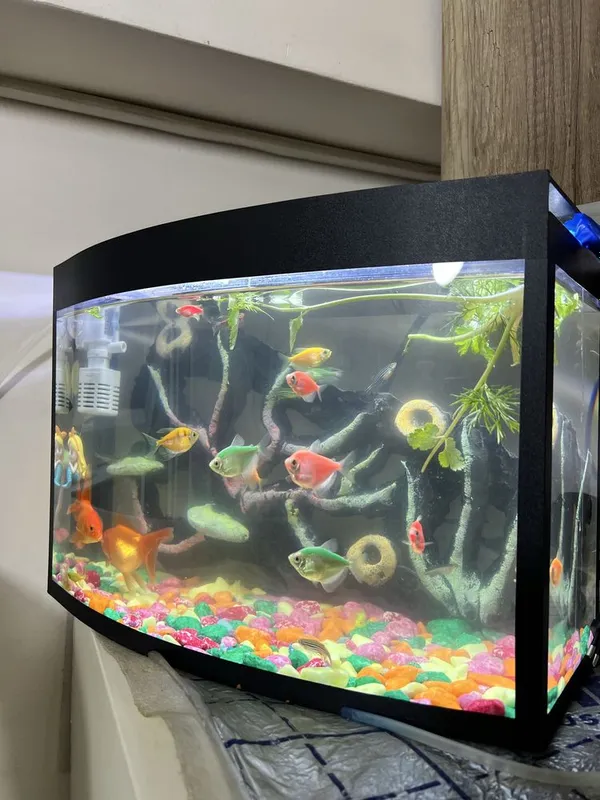 Akvarium baliqlari blan