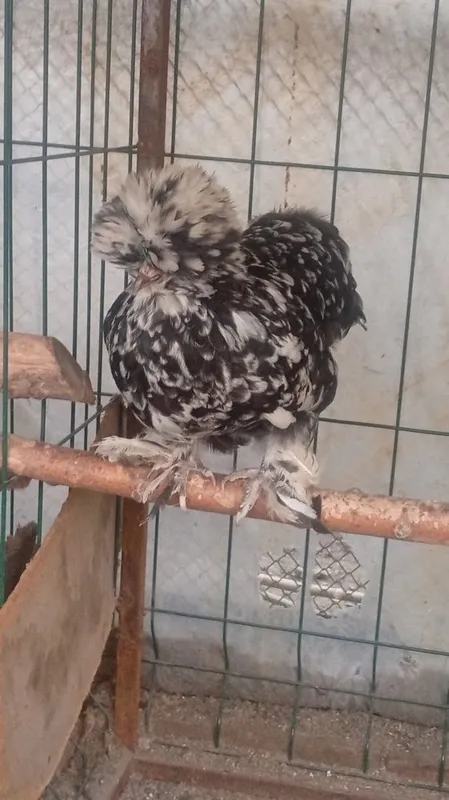 Yapon tovuq tuxumlariga zakas olamiz. Narxi 5 mingdan.
