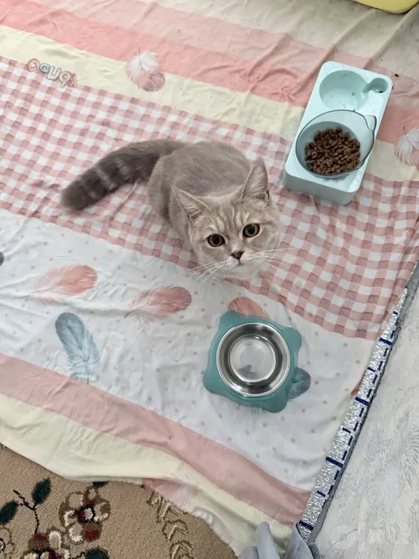Продаётся кошка. Только в хорошие руки. 3 Продаётся кошка. Только в хорошие руки. 3
