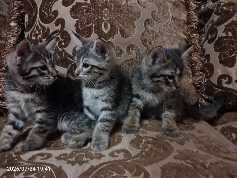 Ищем самый лучший дом для пушистых малышей! Котята 4