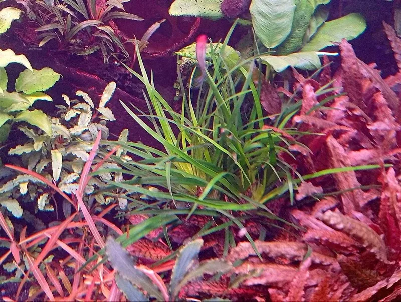 Эриокаулон Вьетнам (Eriocaulon sp. Vietnam) . Аквариумное растение 2