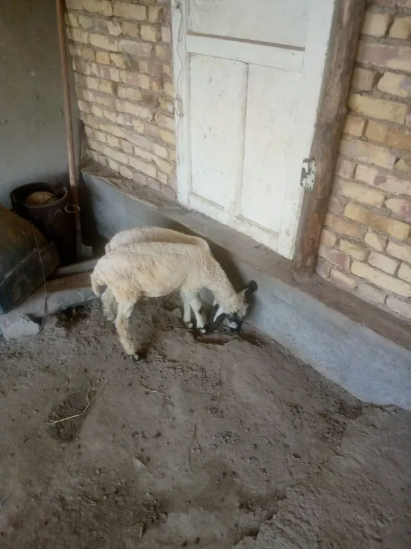 2 duraga barra sotiladi — фото 2