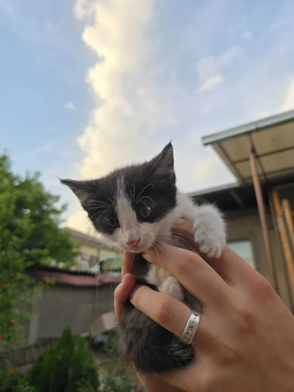 Котята ищут семьи! — фото 5