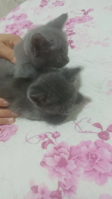 Продаются Сиамские котята