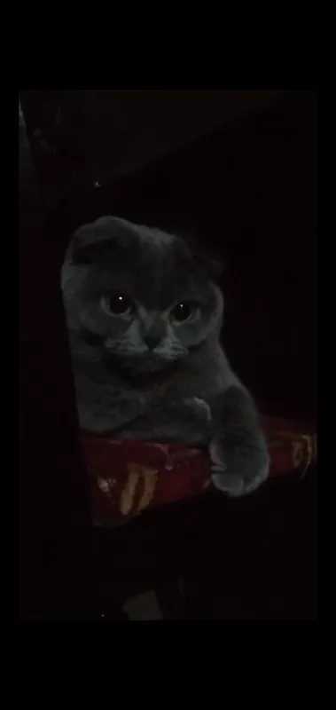 скотиш фолд шотландский 4 скотиш фолд шотландский 4