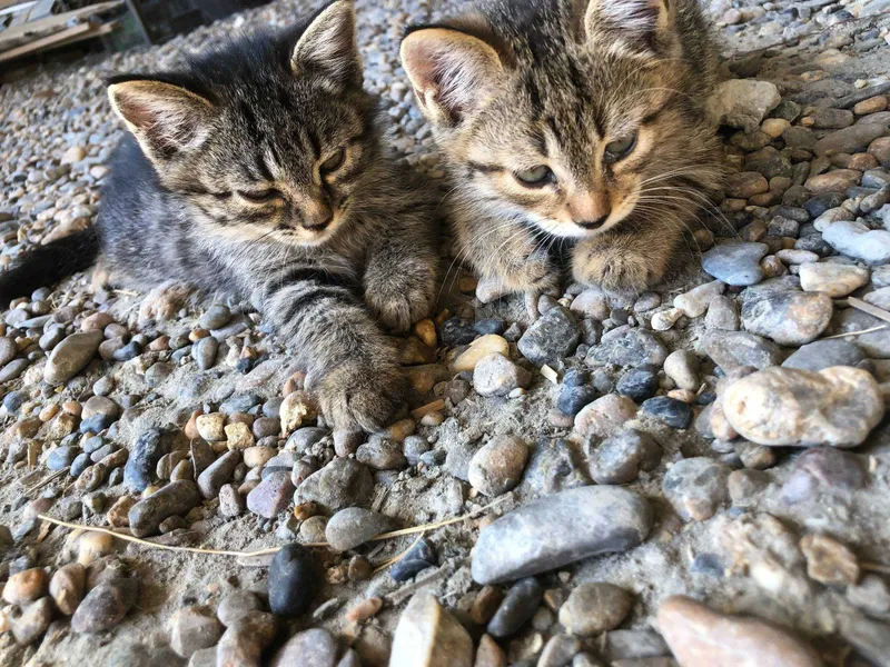 Отдам даром кошек и котов 4