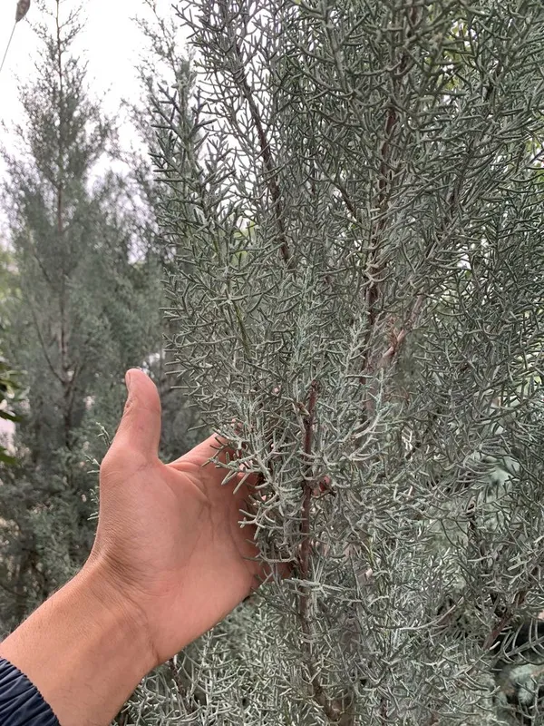 Arizonka kiparislar turkiyaniki orginal100%