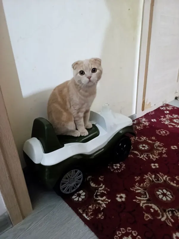 Кошка очень хорошая кошка мужичок — фото 1