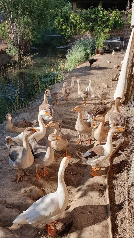 G‘oz sotiladi optum 2