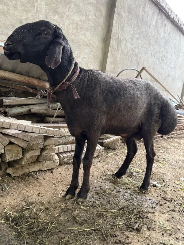 Qurbonlikka Xisori qo’chqor
