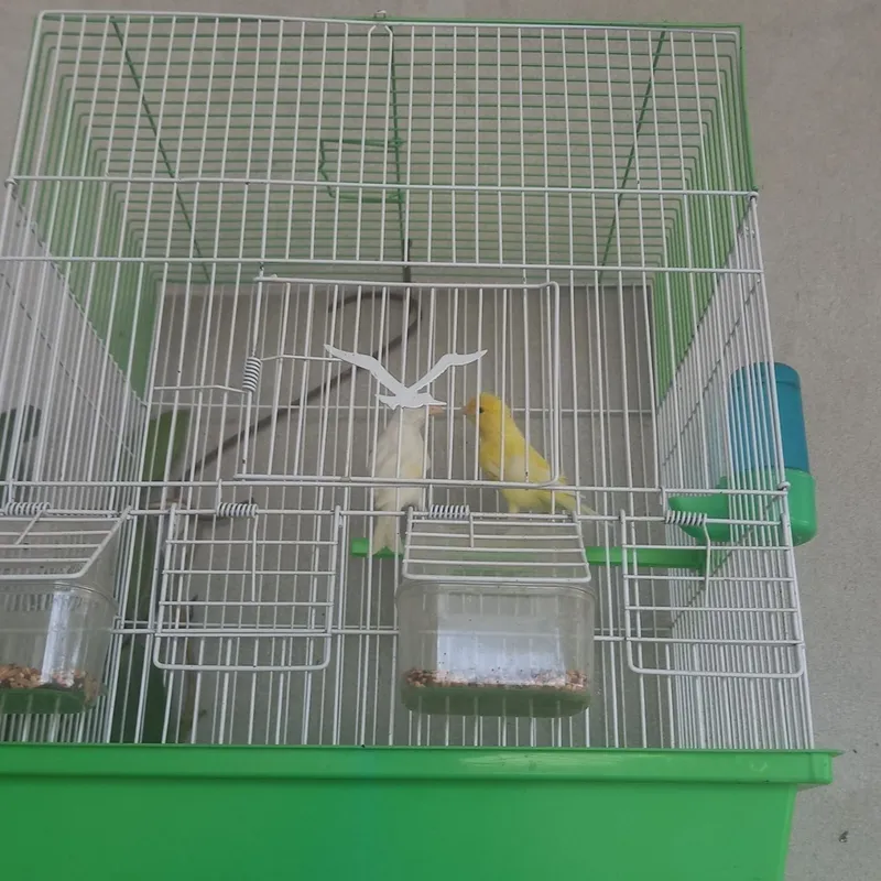 Kanareka Parra 1.5 yoshda Kanareka Parra 1.5 yoshda