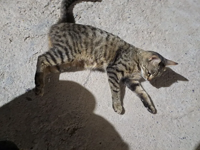 Котята домашние даром — фото 6 Котята домашние даром — фото 6