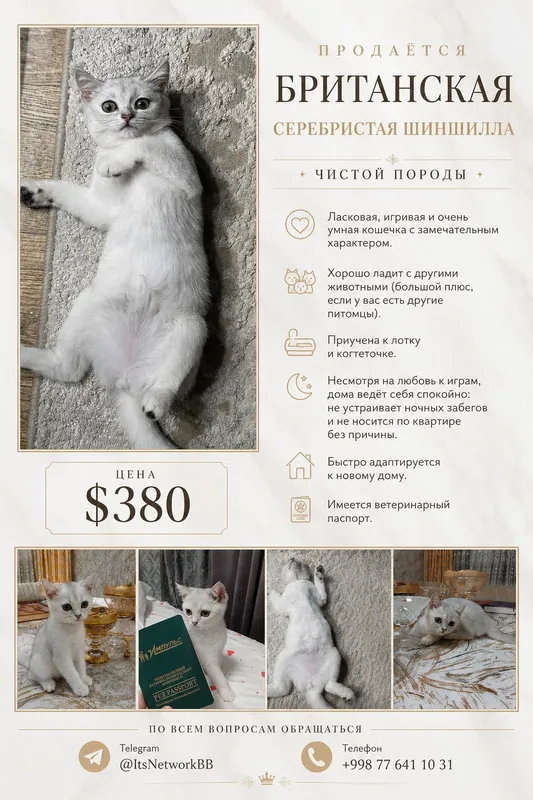 Британская серебристая шиншилла (приучена к лотку) Британская серебристая шиншилла (приучена к лотку)