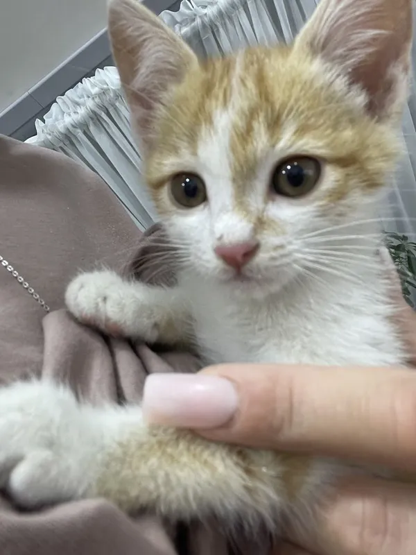 Котенок в добрые руки 1 Котенок в добрые руки 1