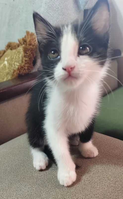 котенок мальчик 2 котенок мальчик 2