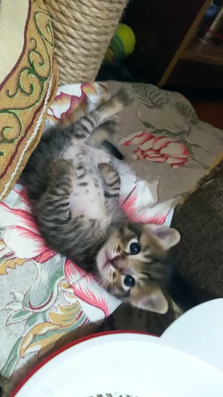 Котята недорого — фото 3