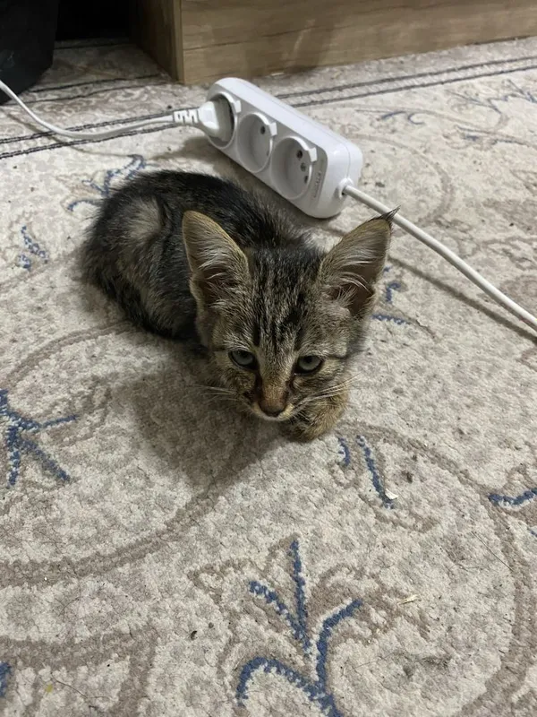 Маленькая кошечка……