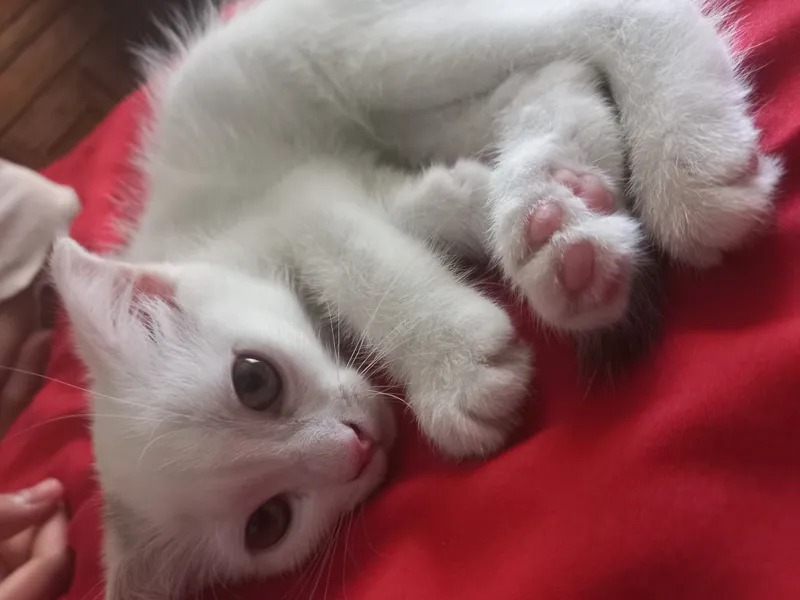 кошка 2